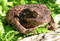 Mpraska-Bufo bufo.jpg